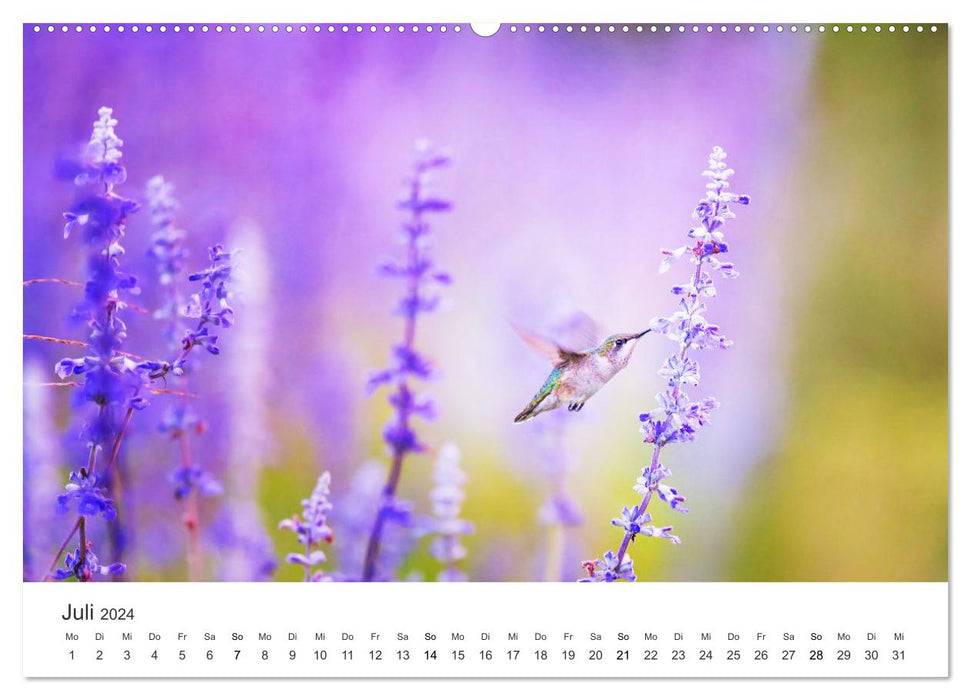 Colibris - véritables acrobates aériens (Calendrier mural CALVENDO Premium 2024) 