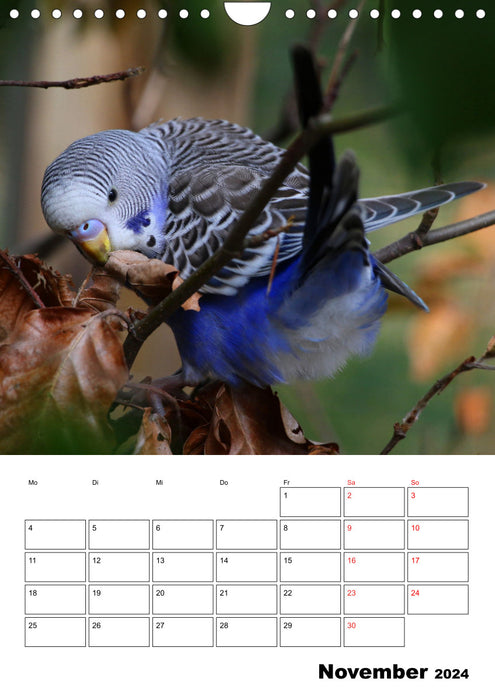 Édition anniversaire du calendrier des perruches - 10 ans de calendrier des perruches ! (Calendrier mural CALVENDO 2024) 