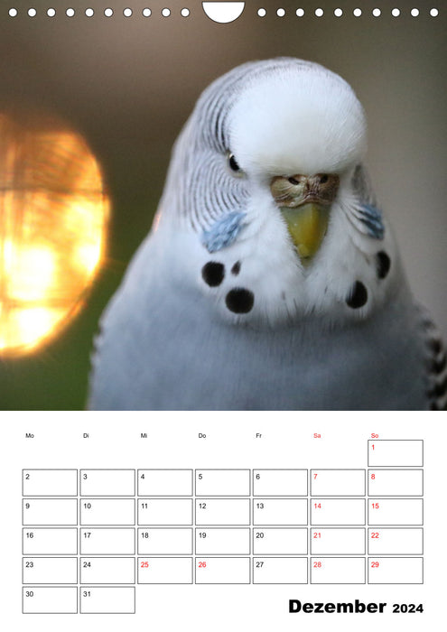 Budgie calendar anniversary edition - 10 years of budgie calendar! (CALVENDO wall calendar 2024) 