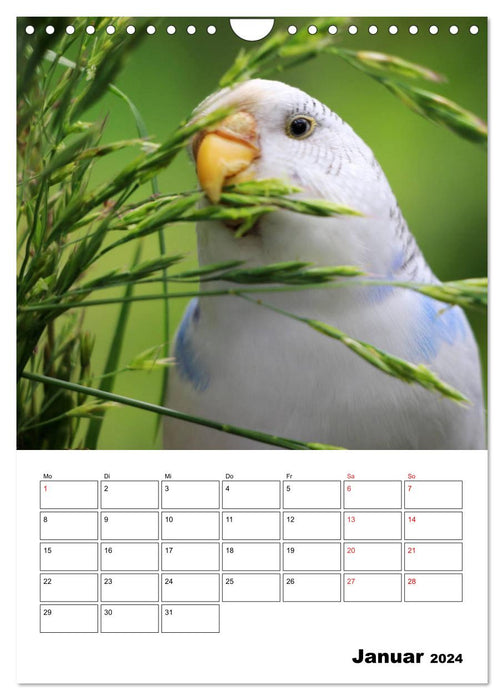 Wellensittichkalender Jubiläumsedition - 10 Jahre Wellensittichkalender! (CALVENDO Wandkalender 2024)