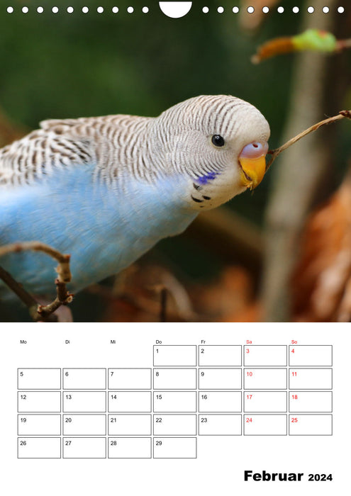 Wellensittichkalender Jubiläumsedition - 10 Jahre Wellensittichkalender! (CALVENDO Wandkalender 2024)