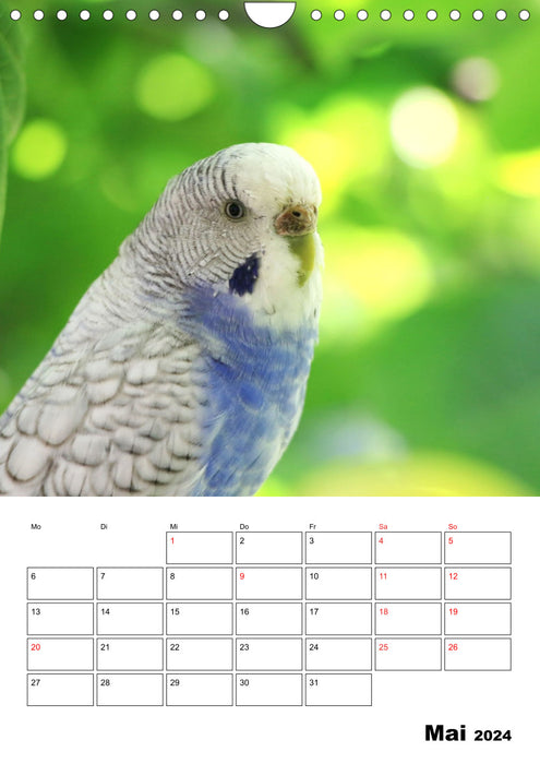 Budgie calendar anniversary edition - 10 years of budgie calendar! (CALVENDO wall calendar 2024) 
