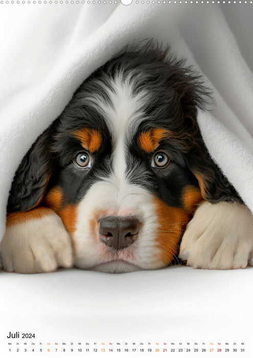 Berner Sennenhund - gutmütig und treu (CALVENDO Premium Wandkalender 2024)