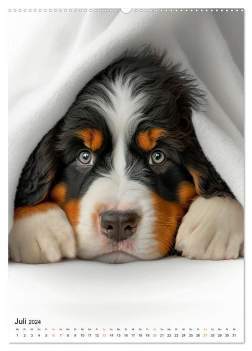 Bernese Mountain Dog - good-natured and loyal (CALVENDO Premium Wall Calendar 2024) 