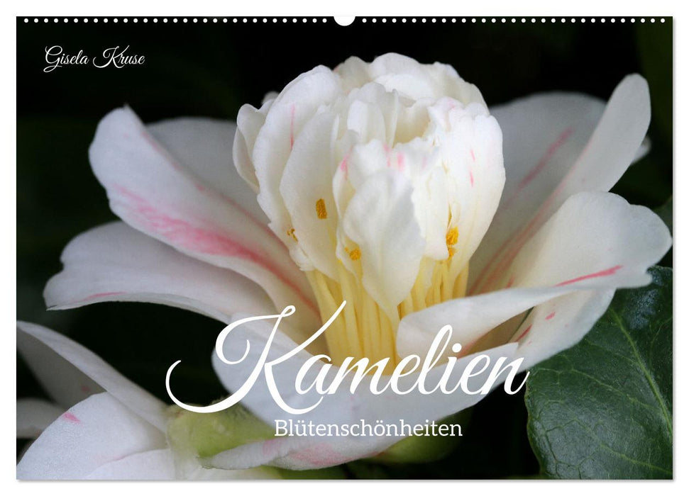 Camellias - flower beauties (CALVENDO wall calendar 2024) 