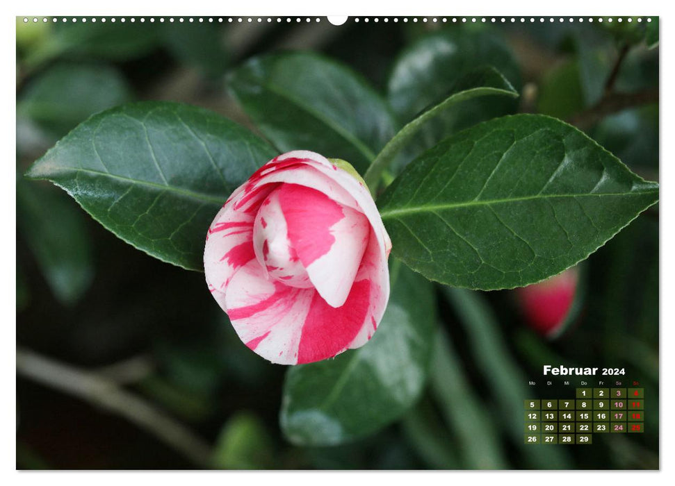 Camellias - flower beauties (CALVENDO wall calendar 2024) 