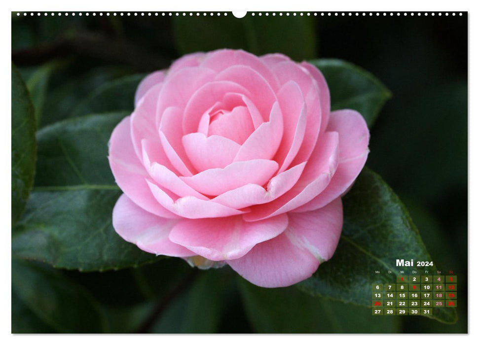 Camellias - flower beauties (CALVENDO wall calendar 2024) 