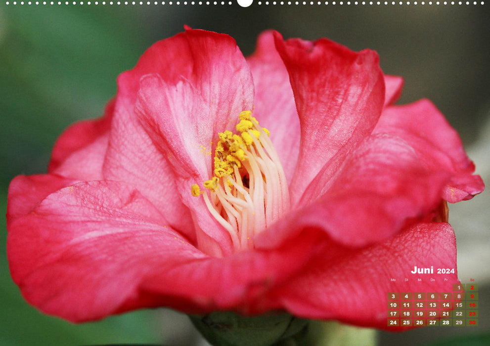 Kamelien - Blütenschönheiten (CALVENDO Wandkalender 2024)