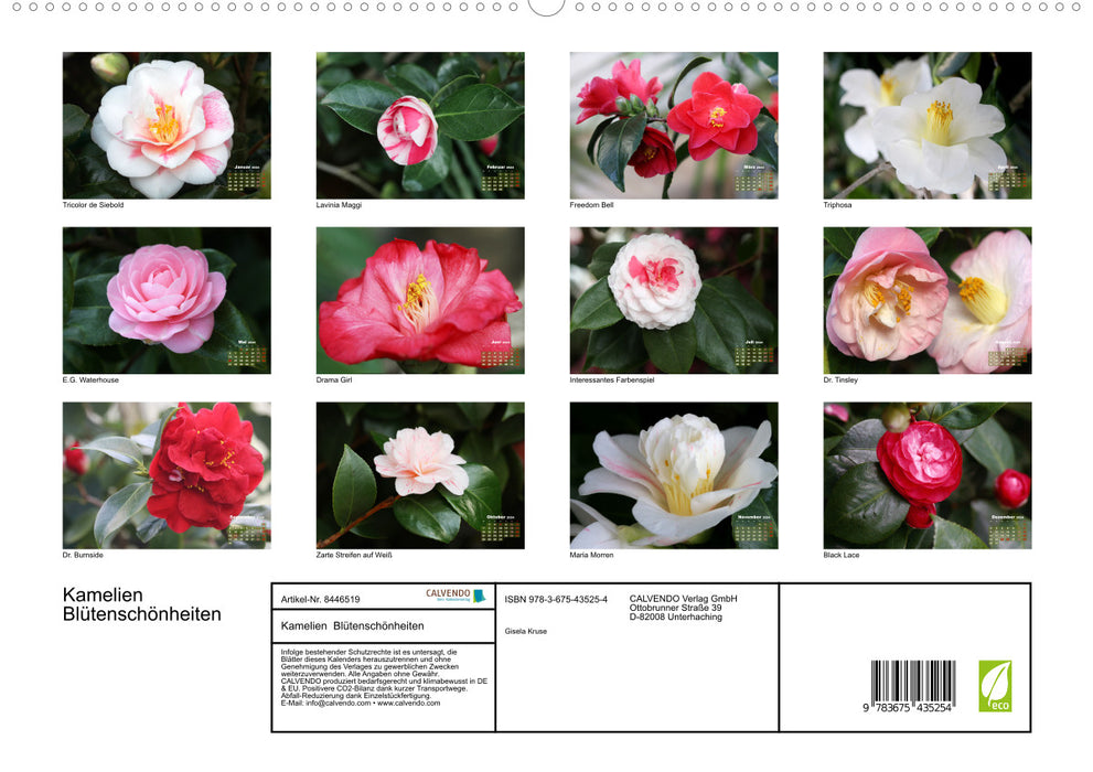 Camellias - flower beauties (CALVENDO Premium Wall Calendar 2024) 