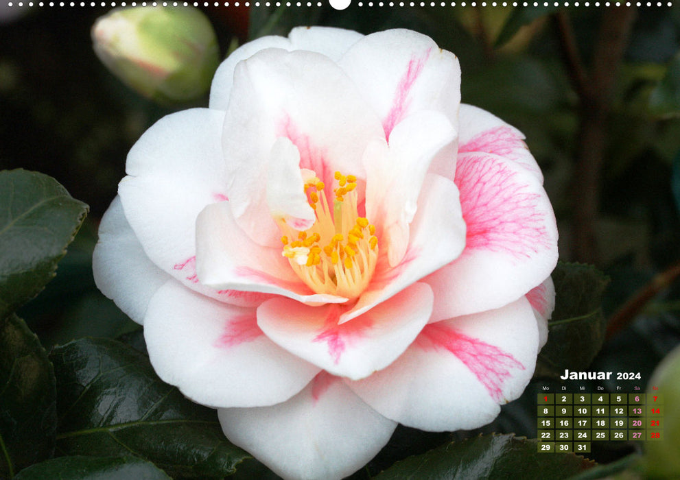 Kamelien - Blütenschönheiten (CALVENDO Premium Wandkalender 2024)