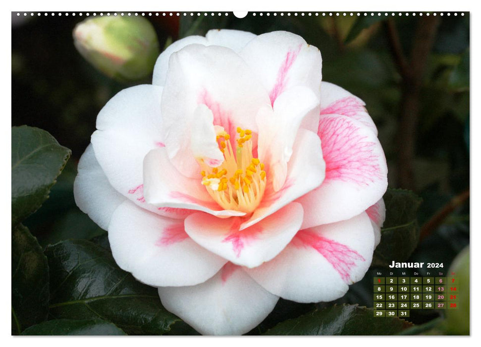 Kamelien - Blütenschönheiten (CALVENDO Premium Wandkalender 2024)