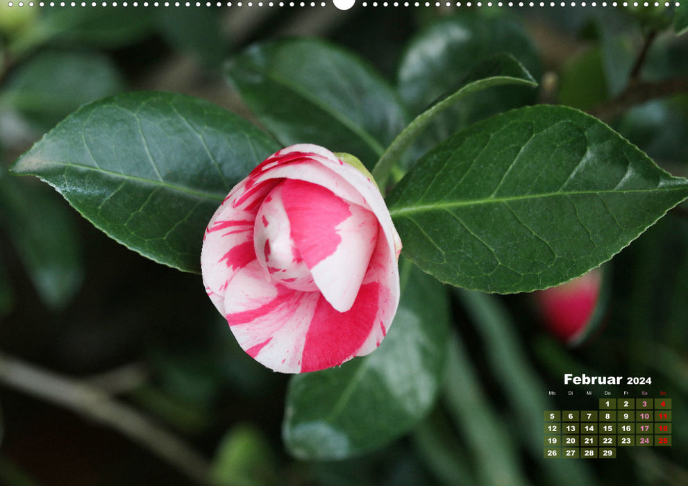 Camellias - flower beauties (CALVENDO Premium Wall Calendar 2024) 
