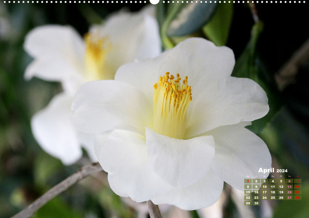 Camélias - beautés florales (Calendrier mural CALVENDO Premium 2024) 