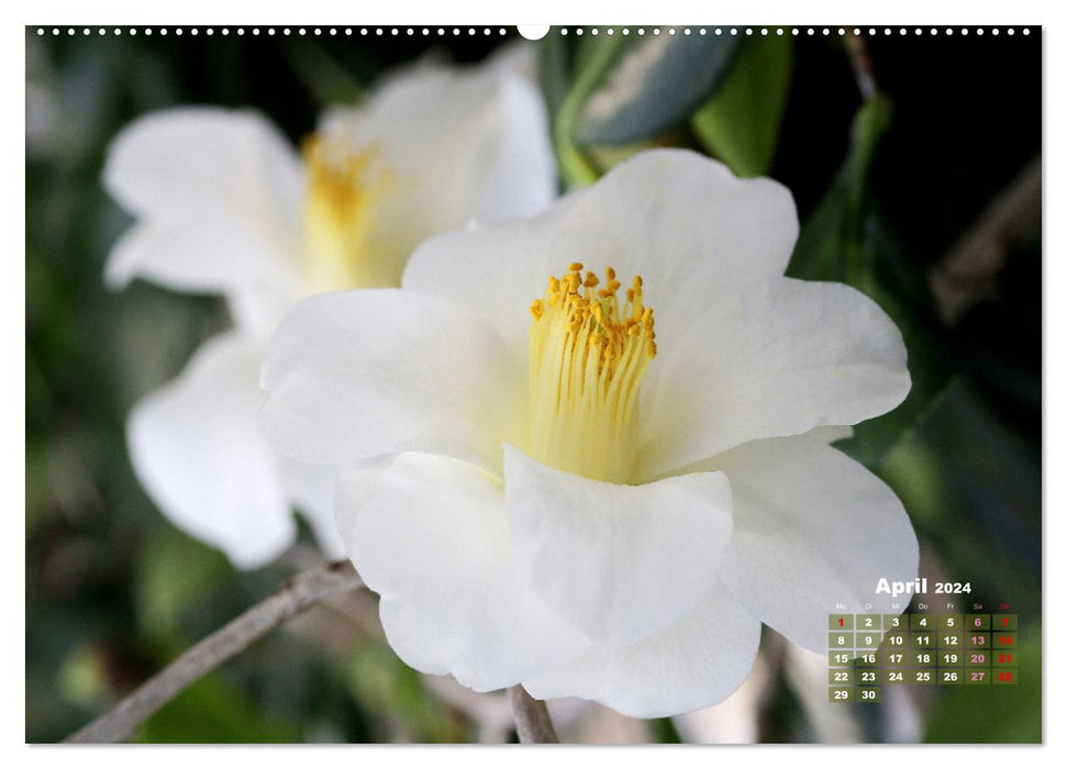 Camellias - flower beauties (CALVENDO Premium Wall Calendar 2024) 