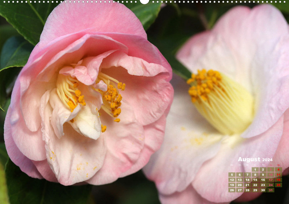 Camélias - beautés florales (Calendrier mural CALVENDO Premium 2024) 