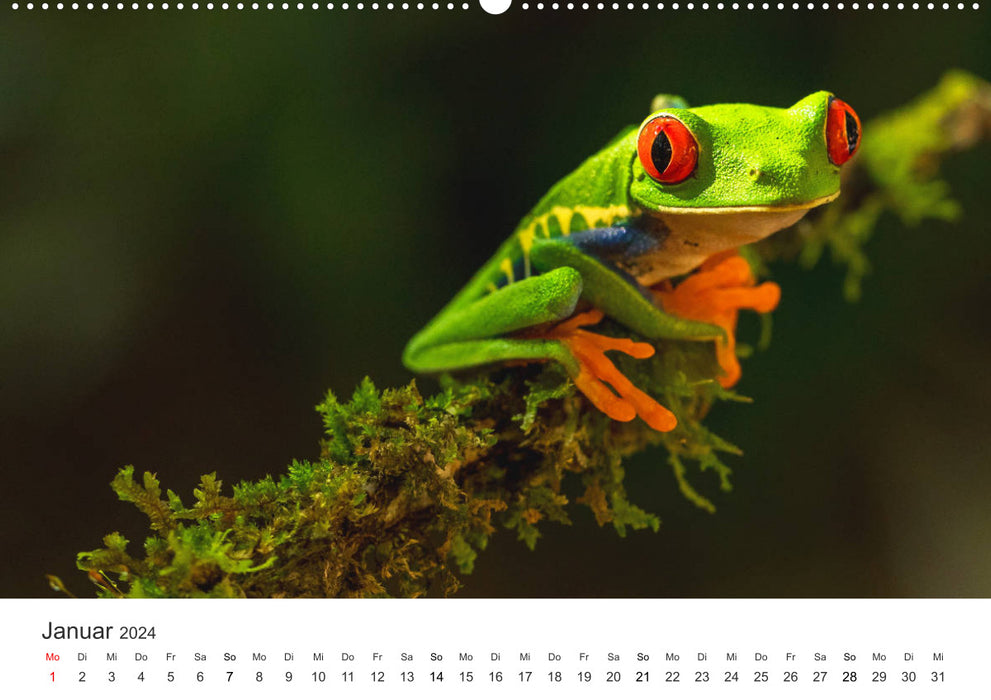 Costa Rica - exotische Tierwelt und unberührte Natur (CALVENDO Wandkalender 2024)