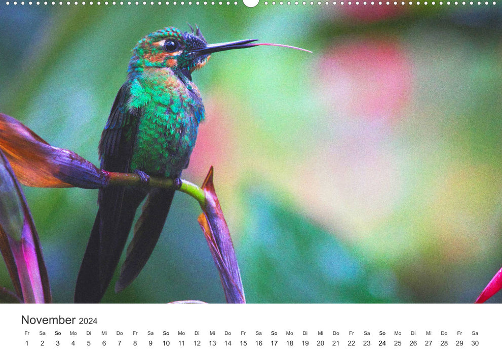 Costa Rica - exotic wildlife and untouched nature (CALVENDO Premium Wall Calendar 2024) 