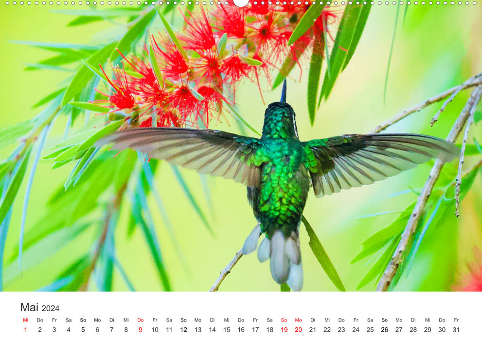 Costa Rica - exotic wildlife and untouched nature (CALVENDO Premium Wall Calendar 2024) 