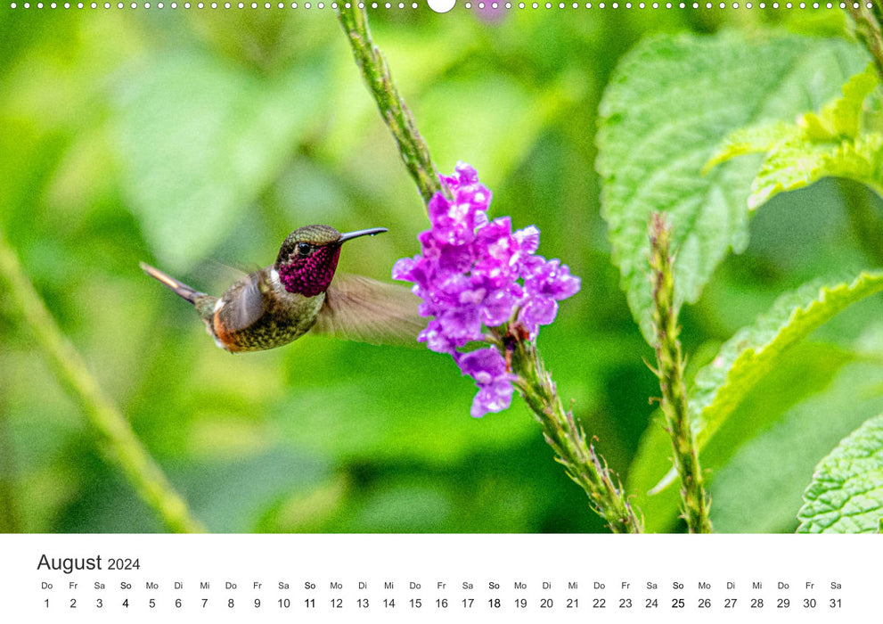 Costa Rica - exotic wildlife and untouched nature (CALVENDO Premium Wall Calendar 2024) 