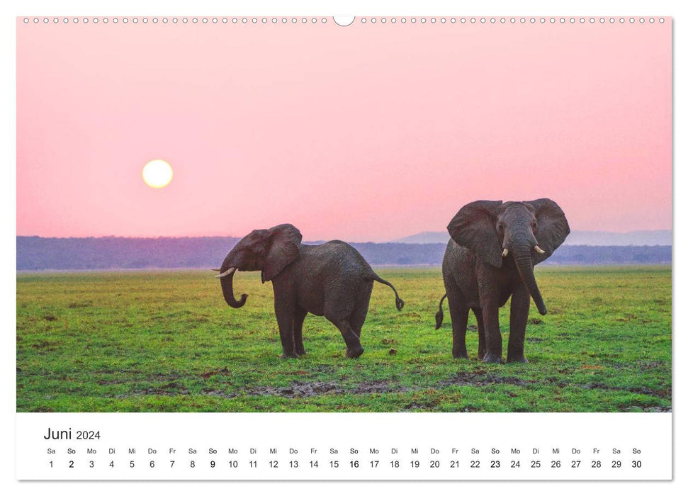 Safari durch Afrika (CALVENDO Wandkalender 2024)