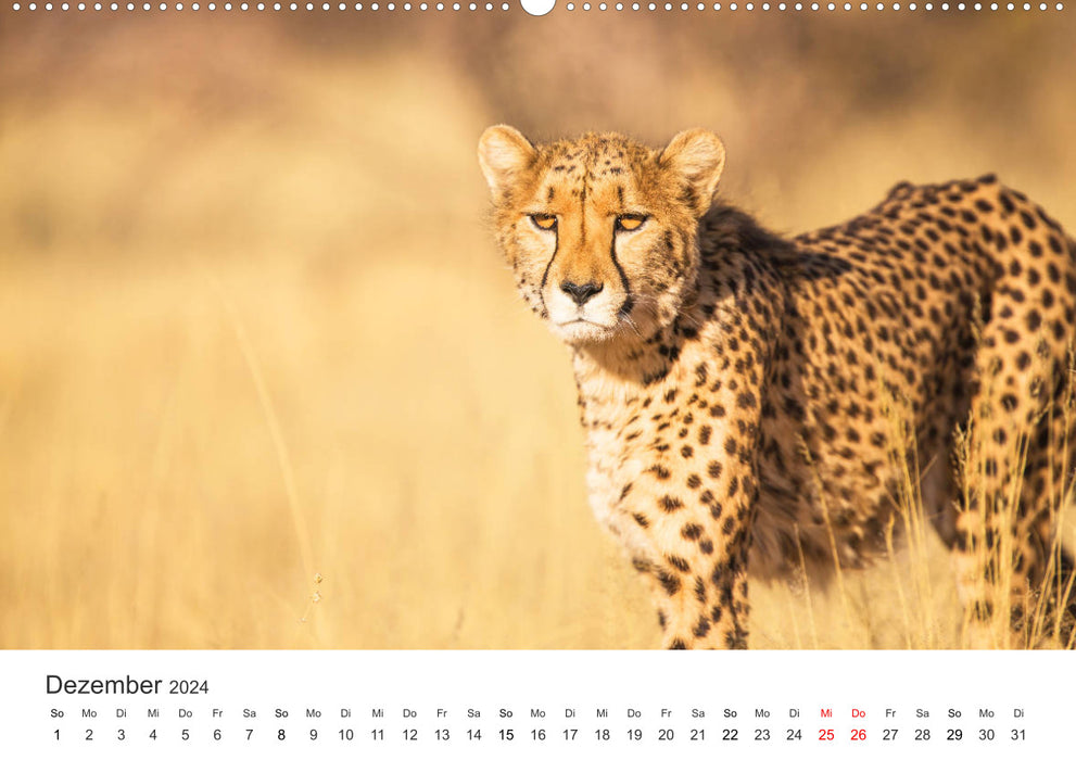 Safari through Africa (CALVENDO Premium Wall Calendar 2024) 