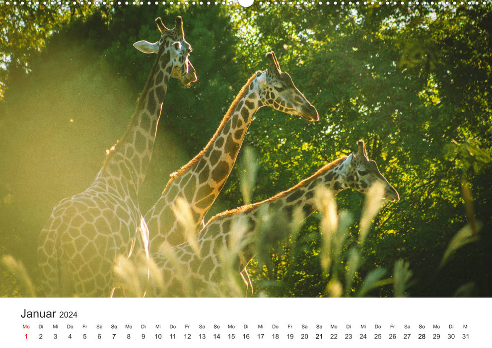 Safari à travers l'Afrique (Calvendo Premium Wall Calendar 2024) 