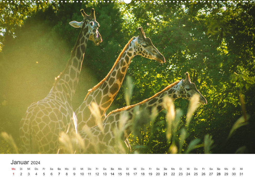 Safari through Africa (CALVENDO Premium Wall Calendar 2024) 