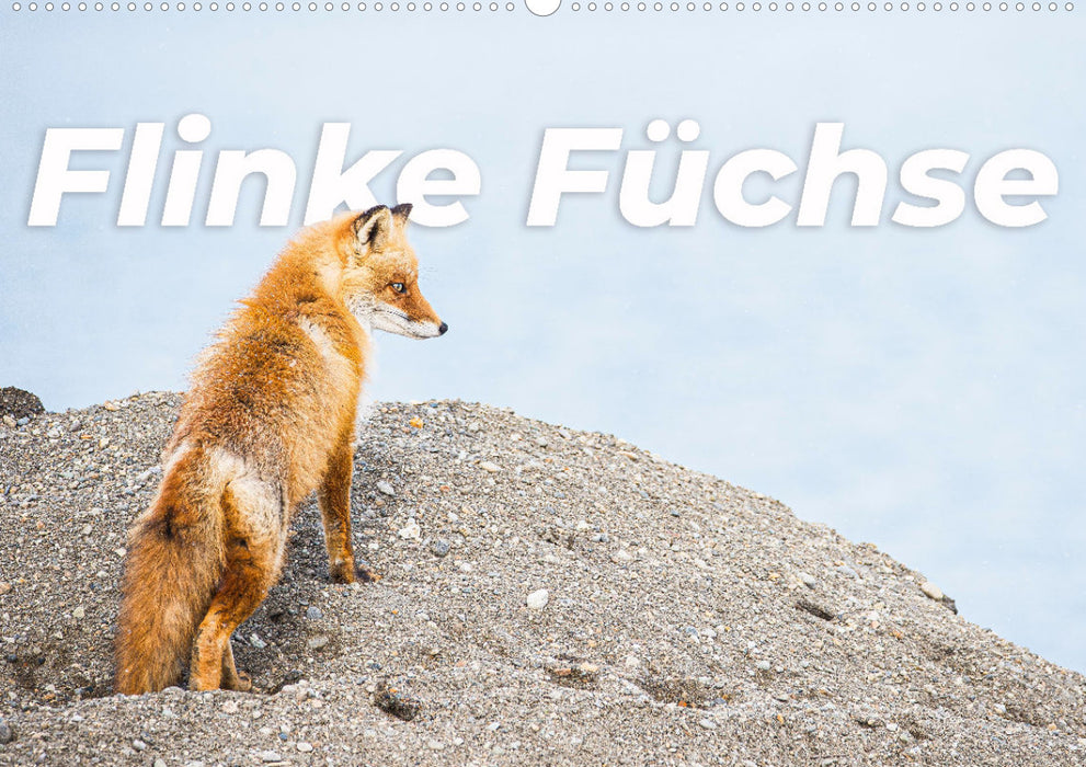 Nimble foxes (CALVENDO wall calendar 2024) 