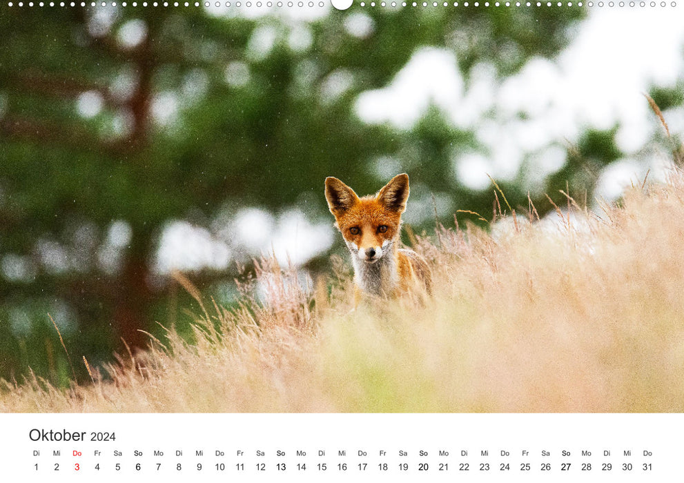 Nimble foxes (CALVENDO wall calendar 2024) 