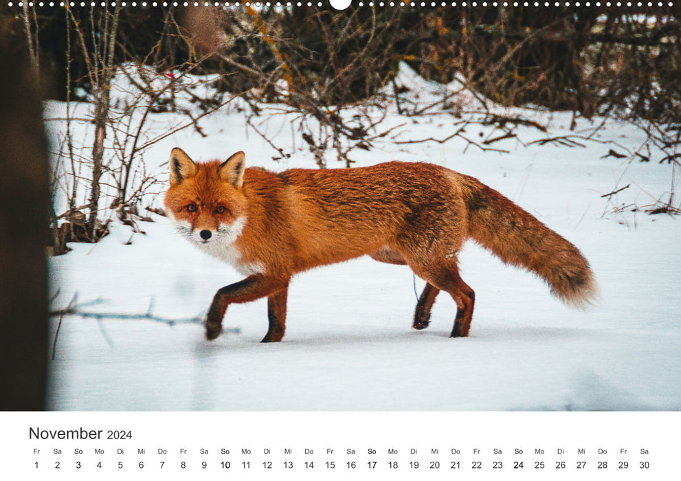 Nimble foxes (CALVENDO wall calendar 2024) 