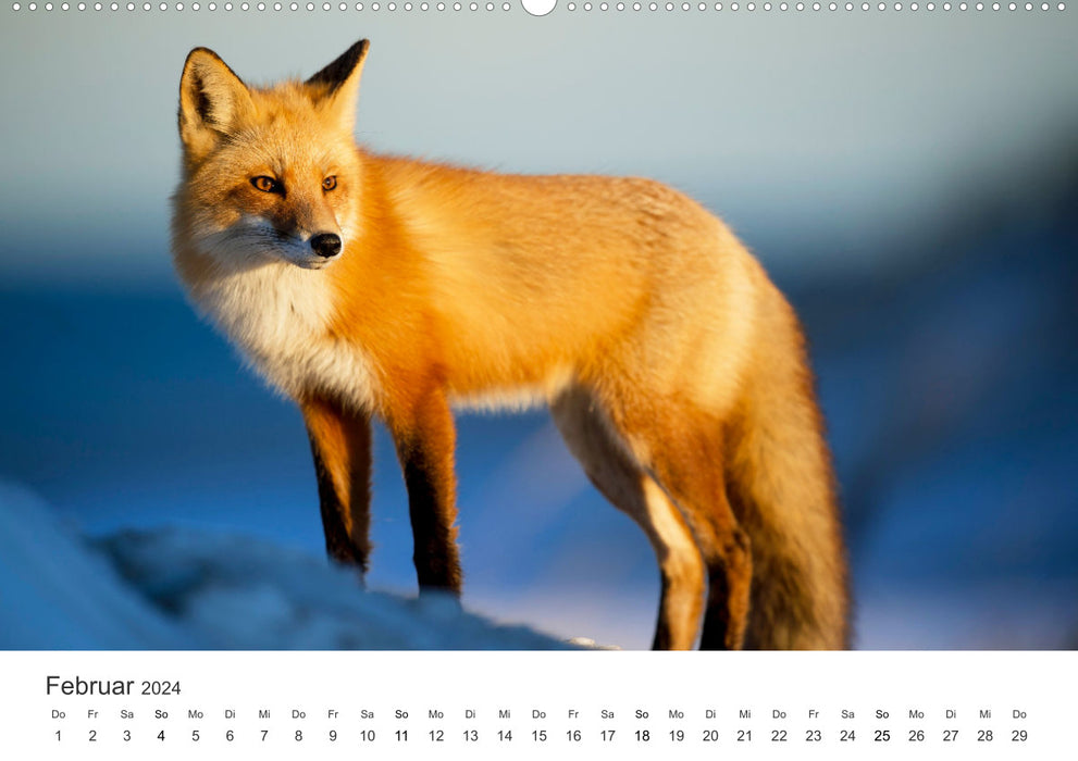 Nimble foxes (CALVENDO wall calendar 2024) 