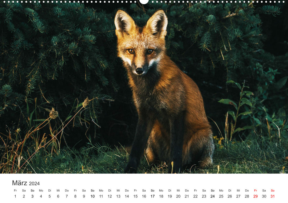 Nimble foxes (CALVENDO wall calendar 2024) 