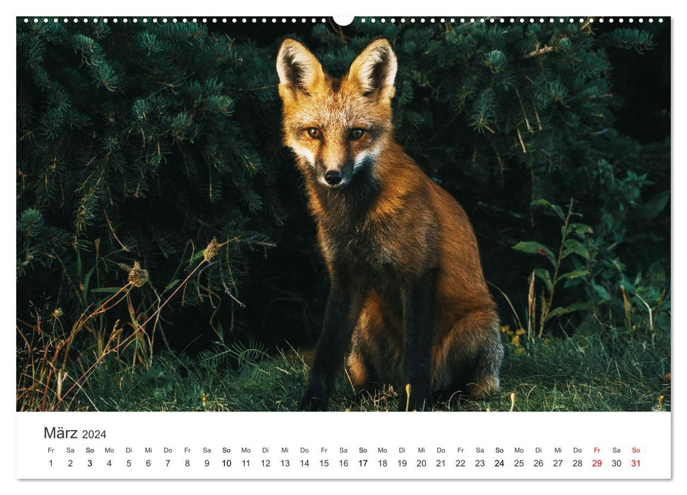 Nimble foxes (CALVENDO wall calendar 2024) 