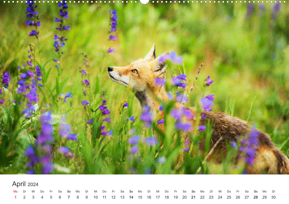 Nimble foxes (CALVENDO wall calendar 2024) 