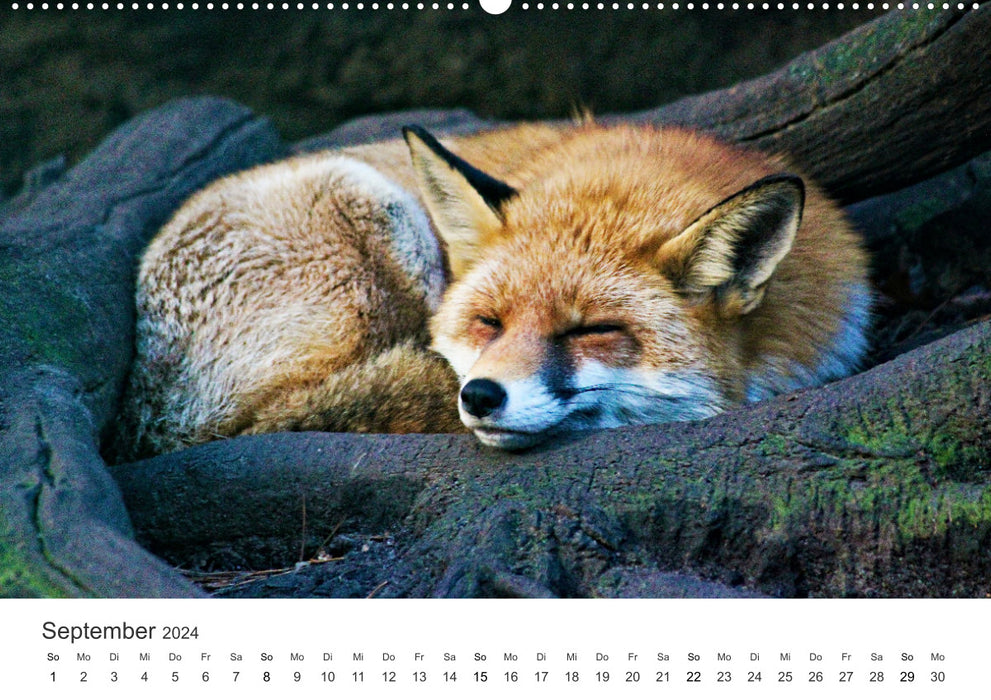 Nimble foxes (CALVENDO wall calendar 2024) 