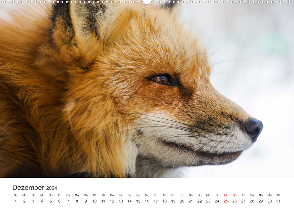 Nimble Foxes (CALVENDO Premium Wall Calendar 2024) 
