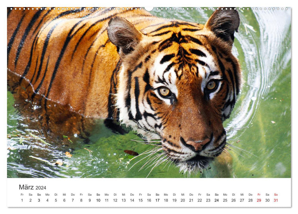 Farbenfrohe Tierwelt (CALVENDO Wandkalender 2024)