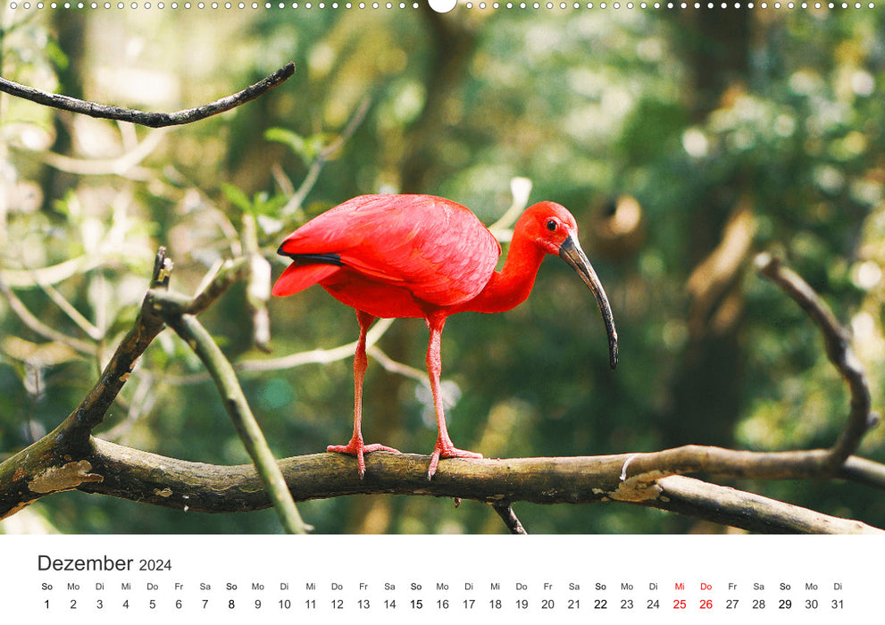 Colorful wildlife (CALVENDO Premium Wall Calendar 2024) 