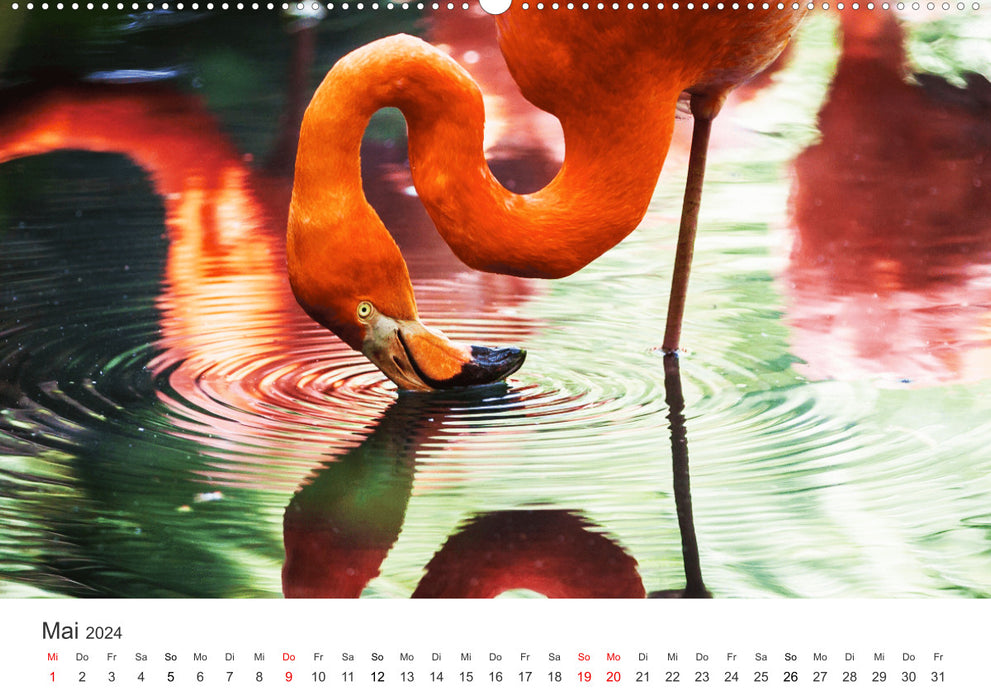 Colorful wildlife (CALVENDO Premium Wall Calendar 2024) 