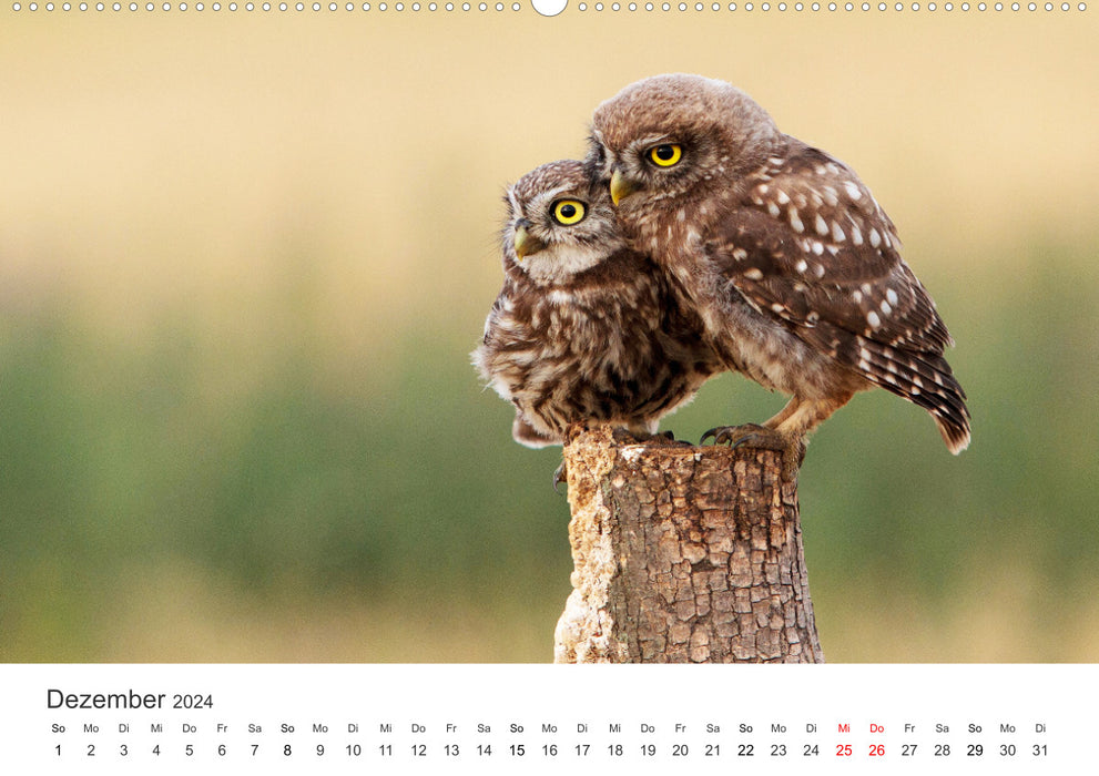 Bird World - The Kings of the Skies. (CALVENDO wall calendar 2024) 