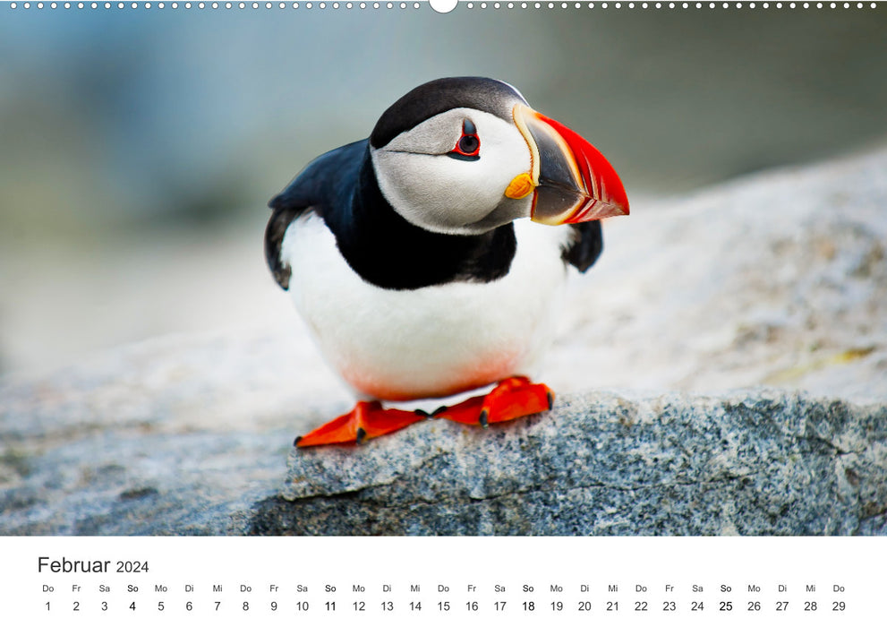 Bird World - The Kings of the Skies. (CALVENDO wall calendar 2024) 