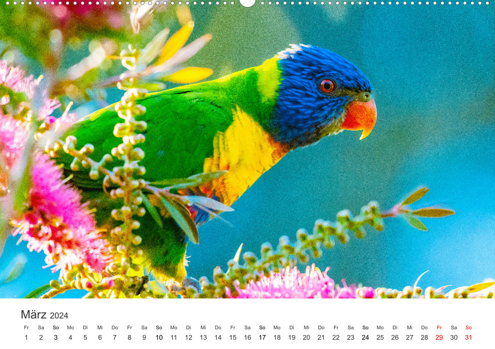 Vogelwelt - Die Könige der Lüfte. (CALVENDO Wandkalender 2024)