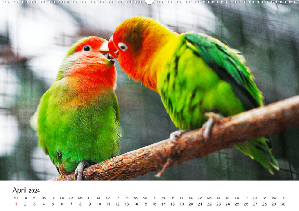 Vogelwelt - Die Könige der Lüfte. (CALVENDO Wandkalender 2024)