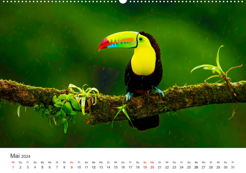 Vogelwelt - Die Könige der Lüfte. (CALVENDO Wandkalender 2024)