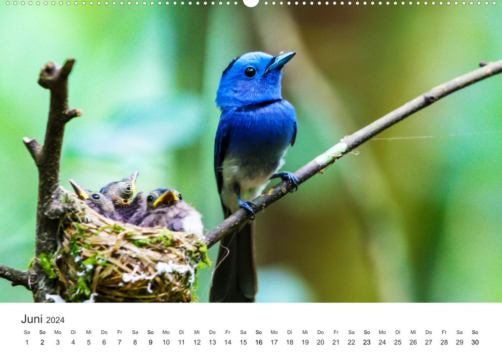 Vogelwelt - Die Könige der Lüfte. (CALVENDO Wandkalender 2024)