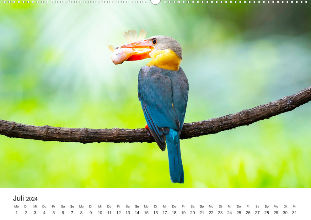 Vogelwelt - Die Könige der Lüfte. (CALVENDO Wandkalender 2024)