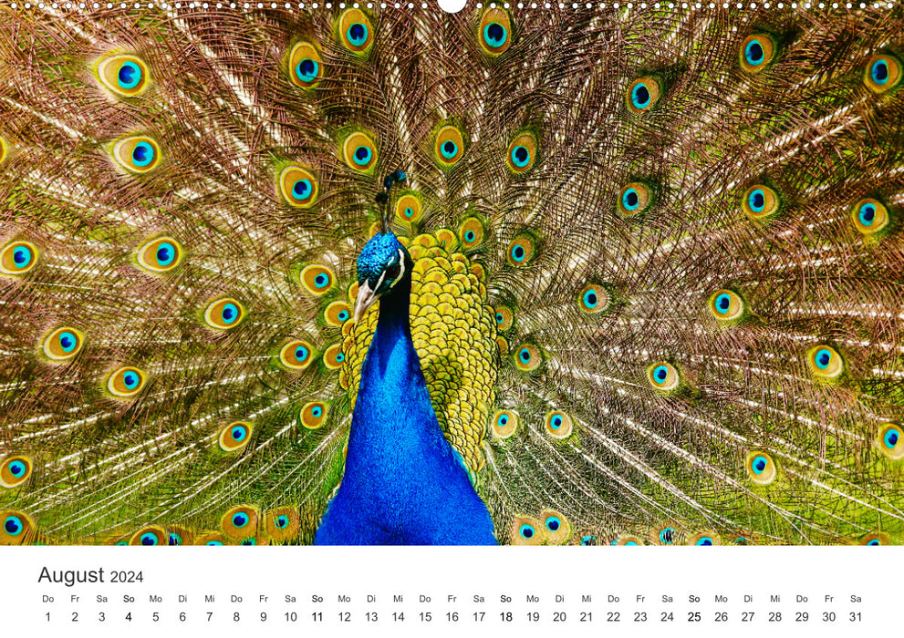 Vogelwelt - Die Könige der Lüfte. (CALVENDO Wandkalender 2024)