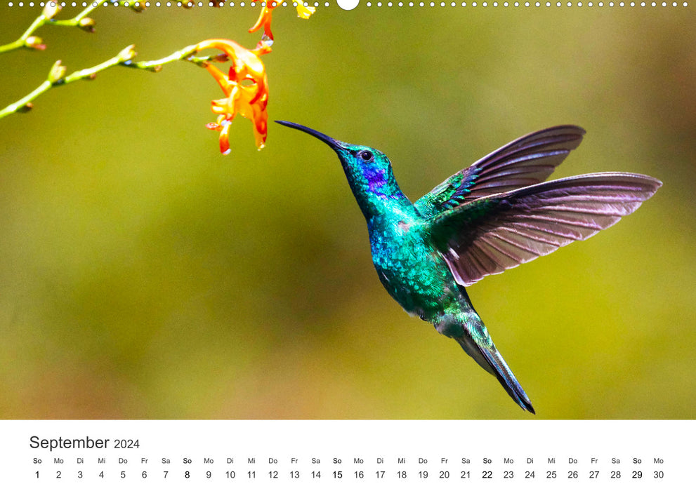 Vogelwelt - Die Könige der Lüfte. (CALVENDO Wandkalender 2024)