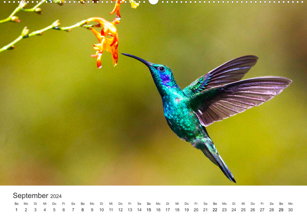 Kolibris - Flugkünstler im Regenwald (hochwertiger Premium Wandkalender 2024  DIN A2 quer), Kunstdruck in Hochglanz - Oberholzer, David 
