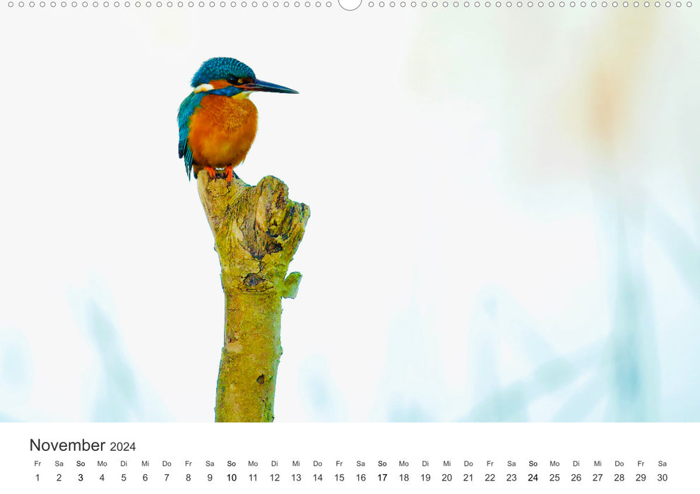 Bird World - The Kings of the Skies. (CALVENDO Premium Wall Calendar 2024) 